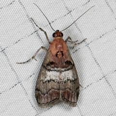 Pococera maritimalis