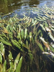 Potamogeton illinoensis