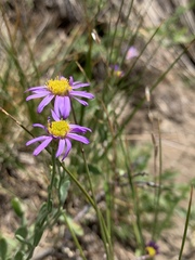 Erigeron breweri