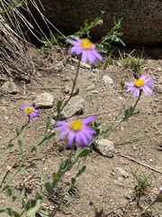 Erigeron breweri
