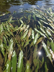 Potamogeton illinoensis