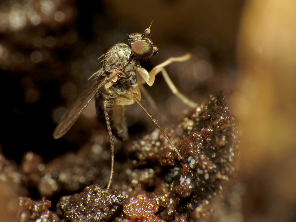 Systenus albimanus