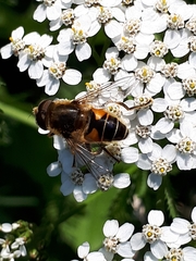 Eristalis nemorum