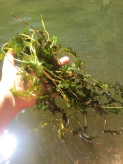 Potamogeton richardsonii