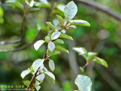 Elaeagnaceae