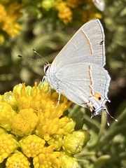 Strymon melinus pudica