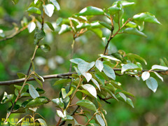 Elaeagnaceae