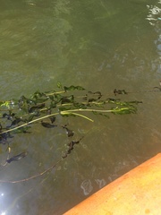 Potamogeton richardsonii