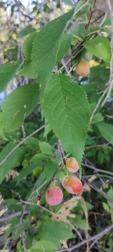 Prunus americana