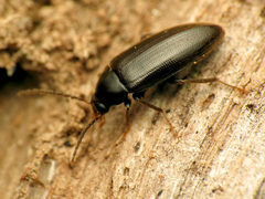 Hymenorus