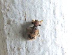 Pelonium maculicolle