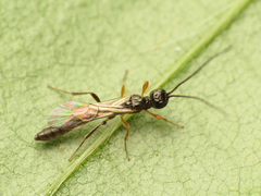 Aplomerus