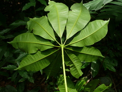 Vepris tabouensis