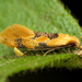 Yellow Wave Moth - Photo (c) Katja Schulz, some rights reserved (CC BY)