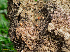 Protostropharia ovalispora