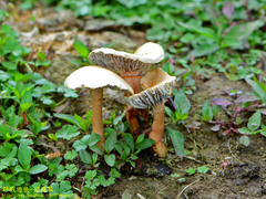 Protostropharia ovalispora