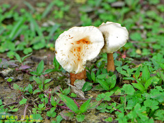 Protostropharia ovalispora