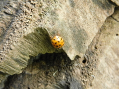 Harmonia axyridis