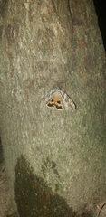 Catocala piatrix