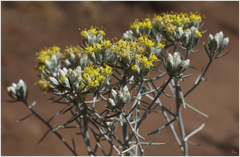 Tetradymia comosa