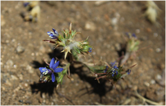 Eriastrum sapphirinum