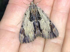 Catocala ultronia