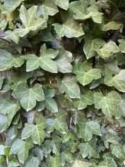 Hedera helix