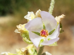 Malacothamnus aboriginum