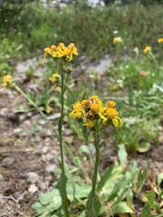 Senecio scorzonella