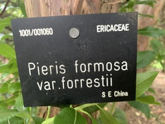 Pieris formosa