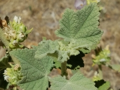 Malacothamnus aboriginum