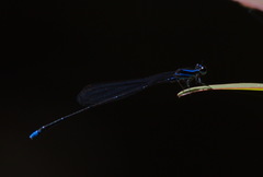 Prodasineura laidlawii