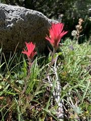 Castilleja peirsonii