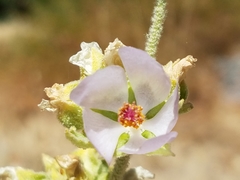 Malacothamnus aboriginum