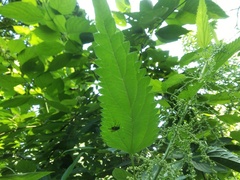 Urtica dioica
