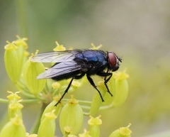 Protocalliphora azurea