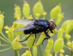 Protocalliphora azurea