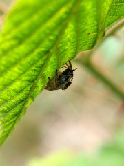 Phidippus princeps