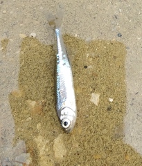 Leucaspius delineatus