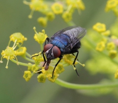 Protocalliphora azurea