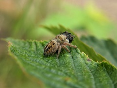 Phidippus princeps