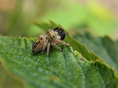 Phidippus princeps