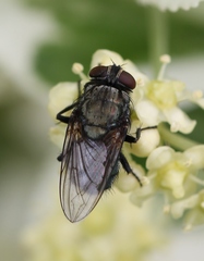 Protocalliphora azurea