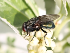 Protocalliphora azurea