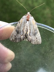 Catocala grynea