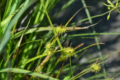 Carex flava