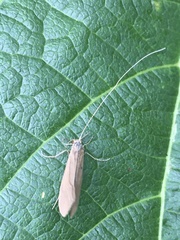 Trichoptera