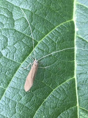 Trichoptera
