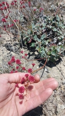 Eriogonum grande rubescens