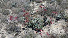 Eriogonum grande rubescens